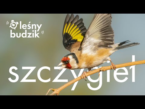 Wideo: Szczygieł - ptak śpiewający