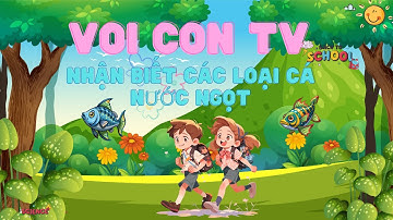 dạy bé nhận biết các loại cá nước ngọt#baby #education #giaoduc #daytrethongminhsom #