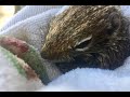 Squirrel Rescue