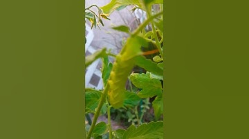 tomato worm #garden #worms #shorts #shortsvideo #asmr #tomato #lasvegasgarden #lavedabeofficial