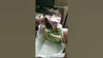 Как выкормить дрозда