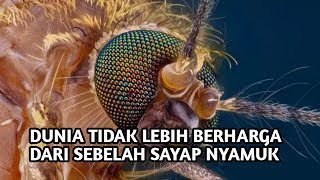 DUNIA ITU TIDAK LEBIH BERHARGA DARI SEBELAH SAYAP NYAMUK