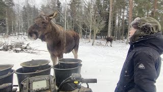 Snowy day for the mooses.