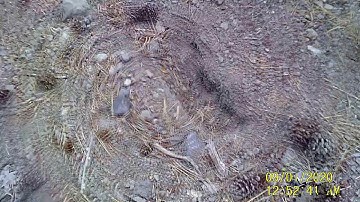 Sasquatch Interior B.C.  "Heavy Sasquatch Track"