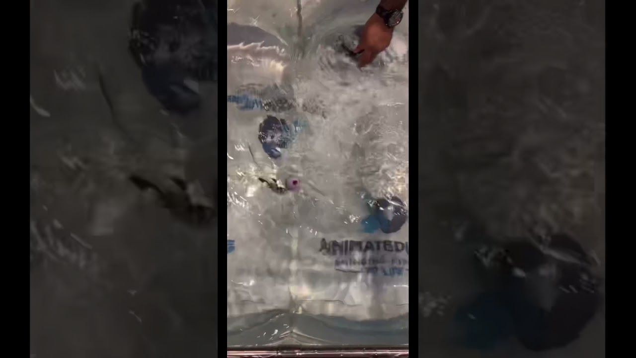 Robot fishing lure icast 2021 