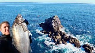 Spearfishing & Freediving NZ - Surprise Catch!