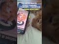 在小猫生命的最后时刻给它放主人生前的录音_一个在录音里叫_一个在生命尽头答