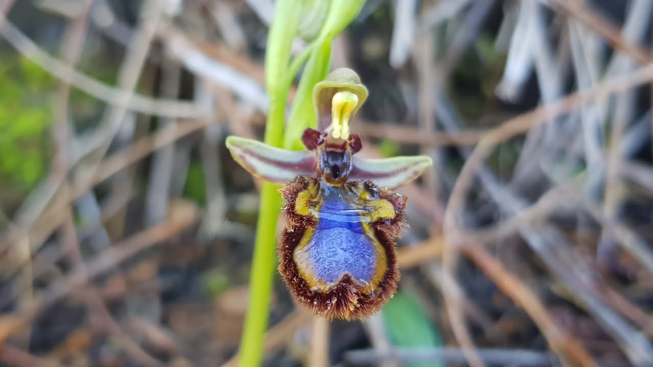 Коварные красавицы, офрисы.