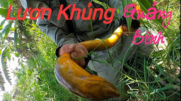 Cận Cảnh Câu Lươn Khổng Lồ Quảng Bình /Close-up of Quang Binh Giant Eel Fishing
