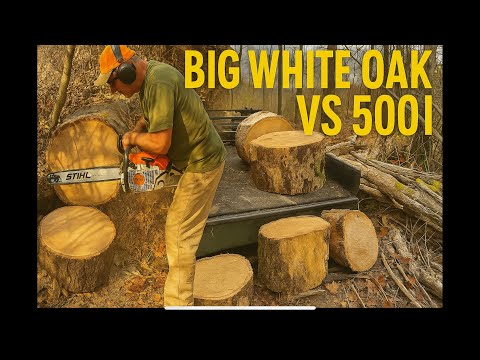 500i vs STORM DAMAGE: Bucking a Giant White Oak Under a Tangle of Trees!