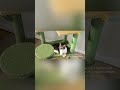 Cat Tree for Indoor Cats Multi-Level Cat Tower with Large Hammock Sisal Covered