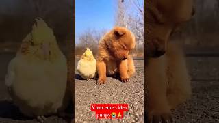  Virat cute video puppy #cute #kuttakavideo #youtubeshorts #song #youtubeshorts #funny #love #sad 😭