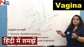 Female External Genitalia in Hindi (हिन्दी) | Nursing L... | Doovi