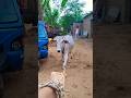 प्यारी बछिया #cow #shortsfeed #cows #shortvideo #gaumata #ytshorts #cowvideos #shorts #cowvideo