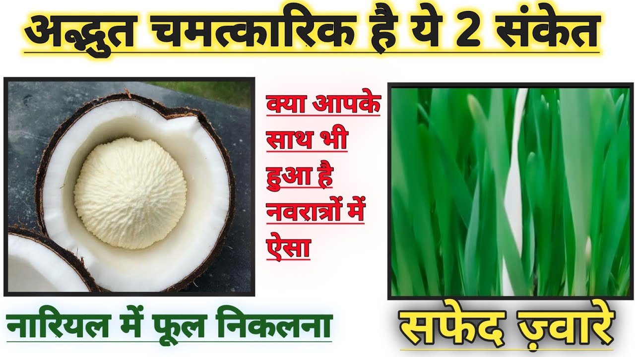 Nariyal Mein Phool Niklne Se Kya Hota Hai Safed Jaware ka Mahatav