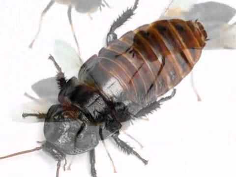 mr pest control mr pest control youtube mr pest control mr pest control youtube