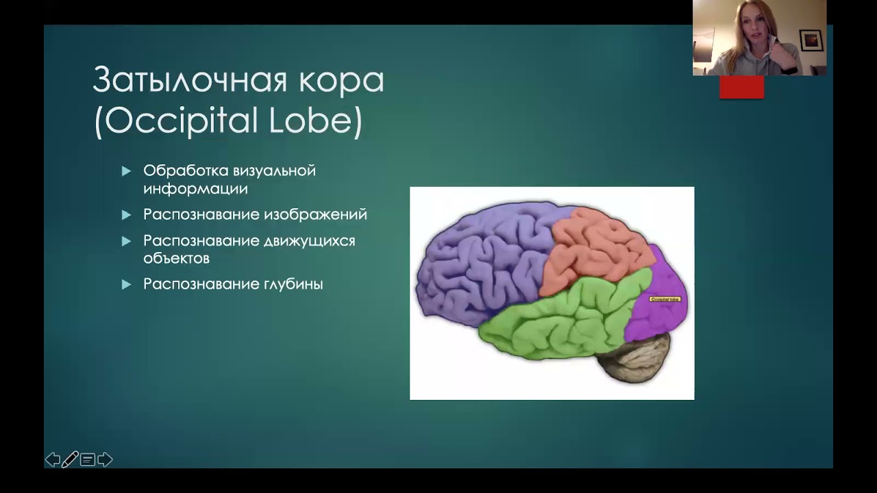 Что такое неокортекс? - YouTube