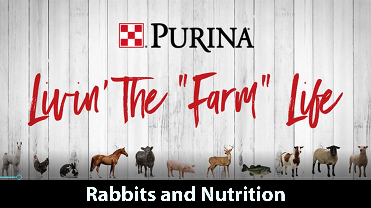 Purina Livin' the 