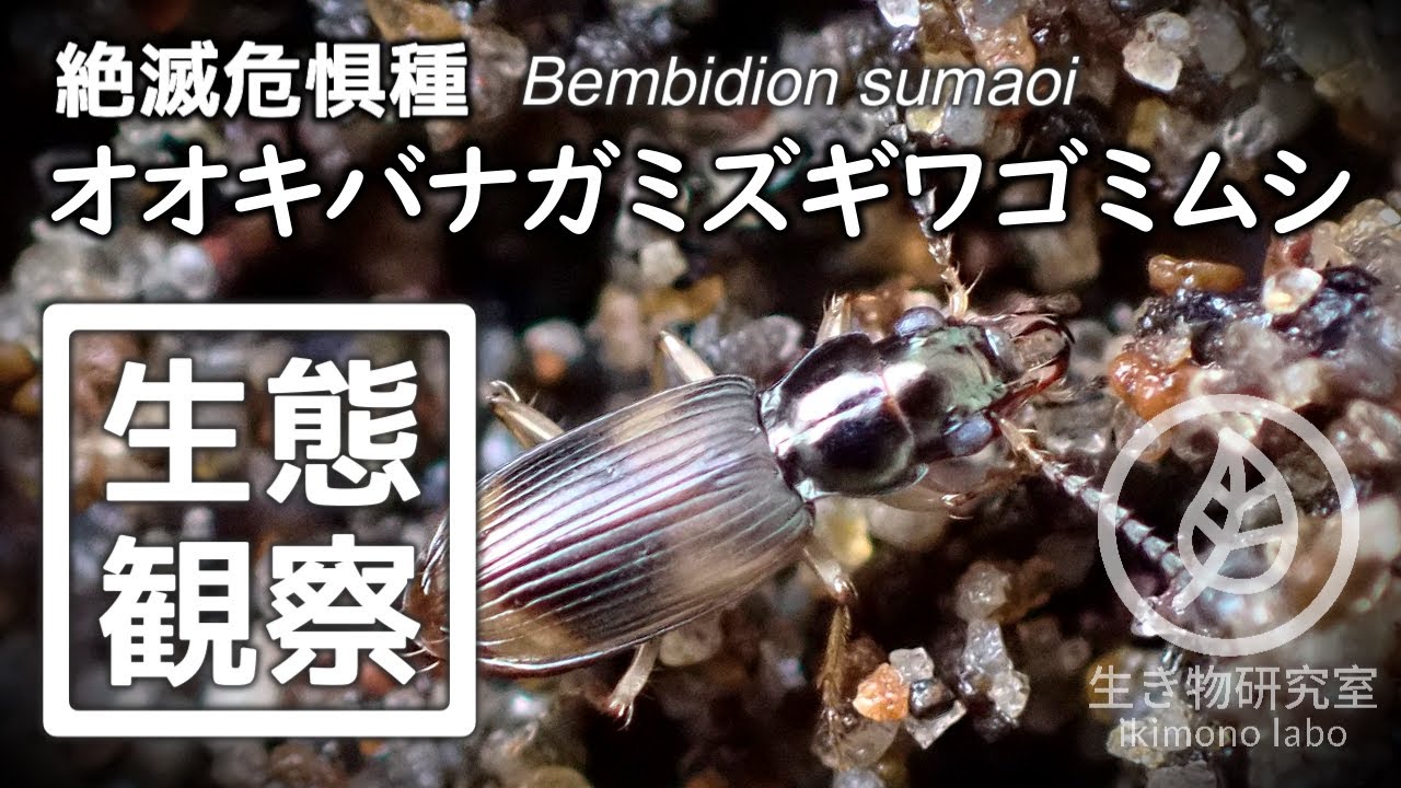 【絶滅危惧種】オオキバナガミズギワゴミムシ生態観察　Bembidion sumaoi