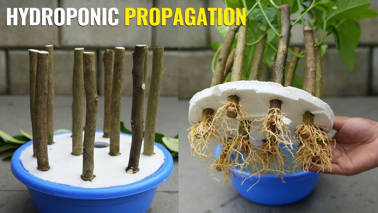 Successfully Rooting Lemon Tree From Cuttings - A Beginner's Hydroponic Cutting Guide