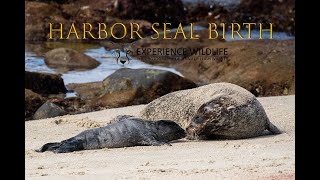 Harbor Seal Birth