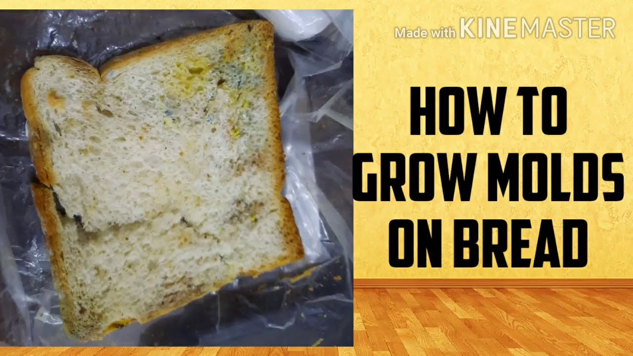 Science Story Time Experiment: Bread and Mold, Video #51121