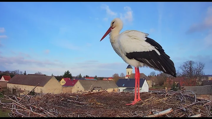 Livestream - Storchennest Fohrde - Nest 1  (White ...