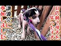 【子犬 譲渡会 子猫】 目の前で母犬を失った子犬 譲渡会に初参加しました&嬉しいお知らせ♪