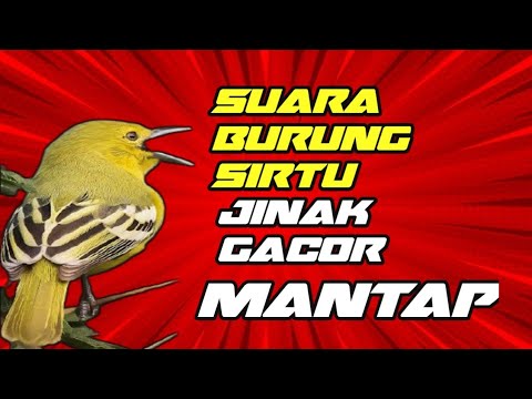 SUARA SIRTU/ CIPOH JINAK GACOR EDAN!! 