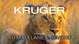 A MONTH in the KRUGER - To Malelane & Beyond (Episode 1)