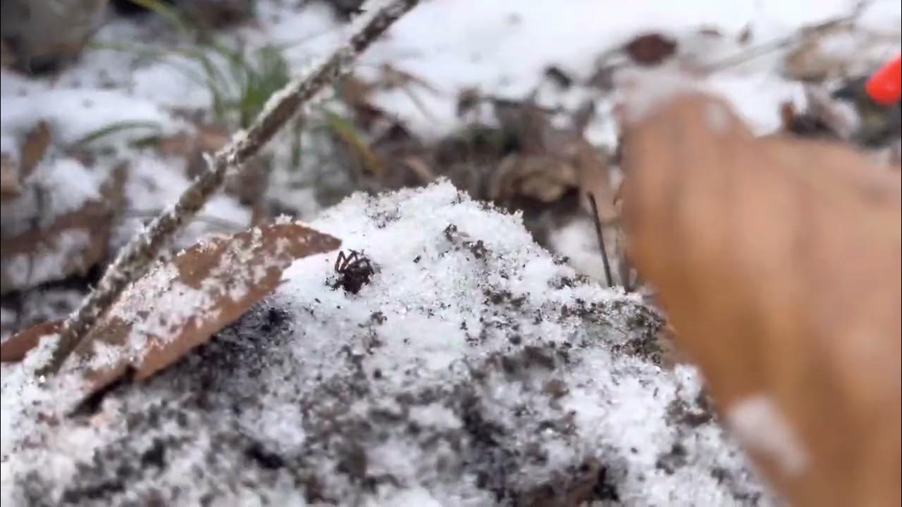 Pipe dream set for fox YouTube