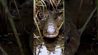 Bream Cant Beat This Ultimate Bite-Proof Rig Revealed