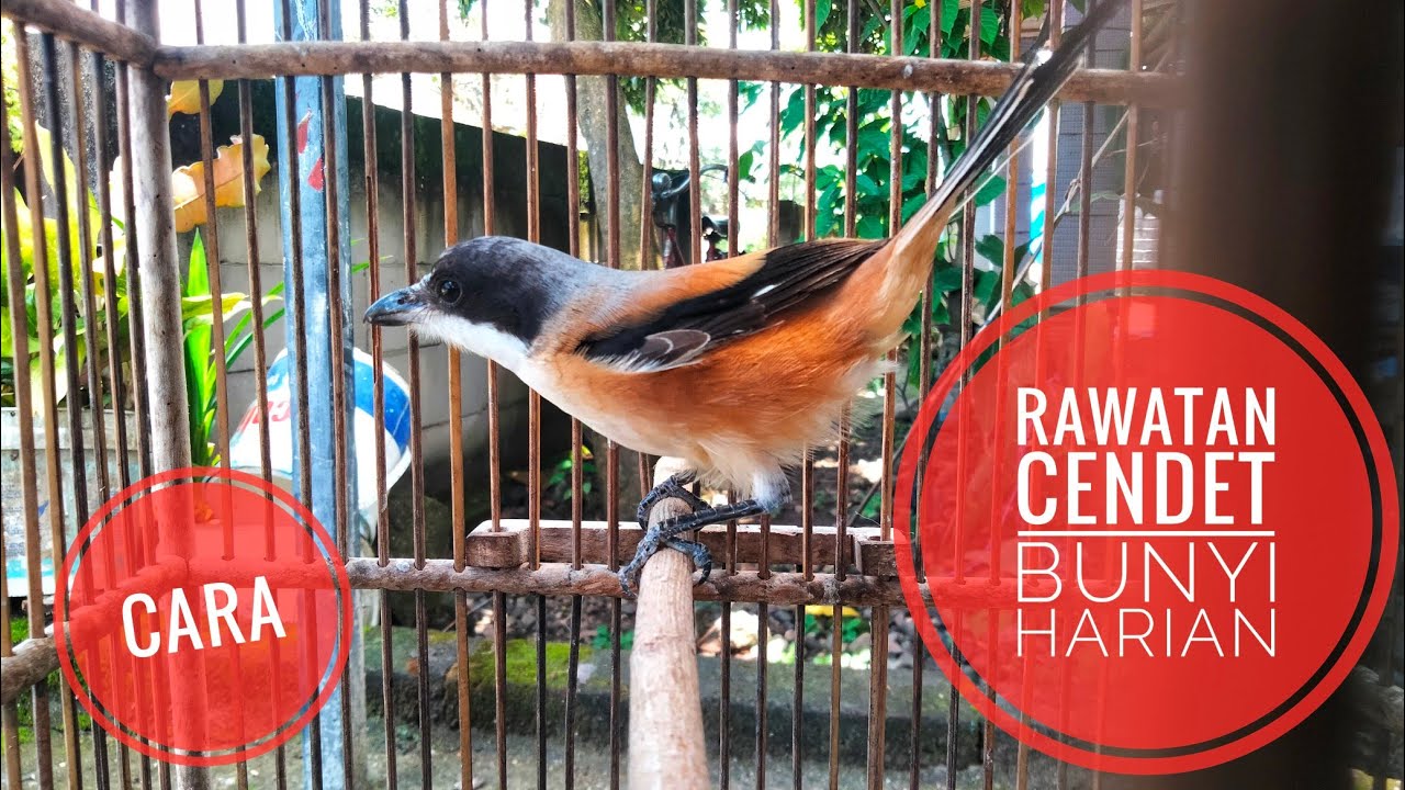 Rawatan cendet harin biar rajin bunyi
