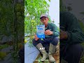Pentingnya akar pada suatu tanaman👍🏻#mikoriza#micobio#pupukhayati#tomat#petanitomat#pertanian