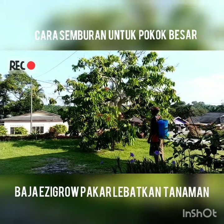 Cara semburan Baja ezigrow untuk pokok besar