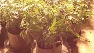 How To Grow Marijuana Series- Stake Training 101