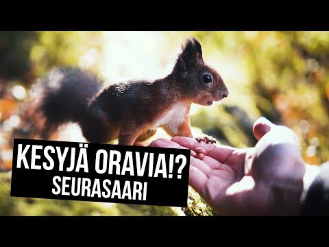 Video: Kuinka Oravaa Kesyttää