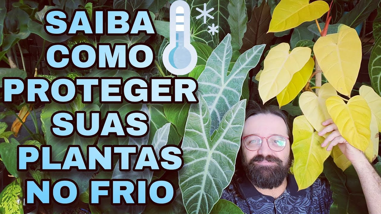 Como cuidar das PLANTAS no INVERNO? Veja dicas para não danificar seu jardim Como cuidar das PLANTAS no INVERNO? Veja dicas para não danificar seu jardim