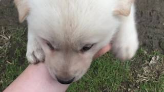 Корейская Джиндо собака (когда щенки показывают свою любовь)