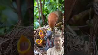 mummy Bird feeding baby ahaar #birds #trending #shortvideo