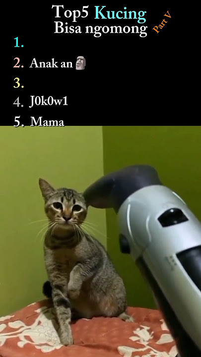 Kucing bisa ngomong part 5 #kucing #lucu #kucingngomong #top5 #kucinglucu #catvideos