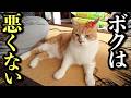 父さんに猫パンチした直後の顔がこちら