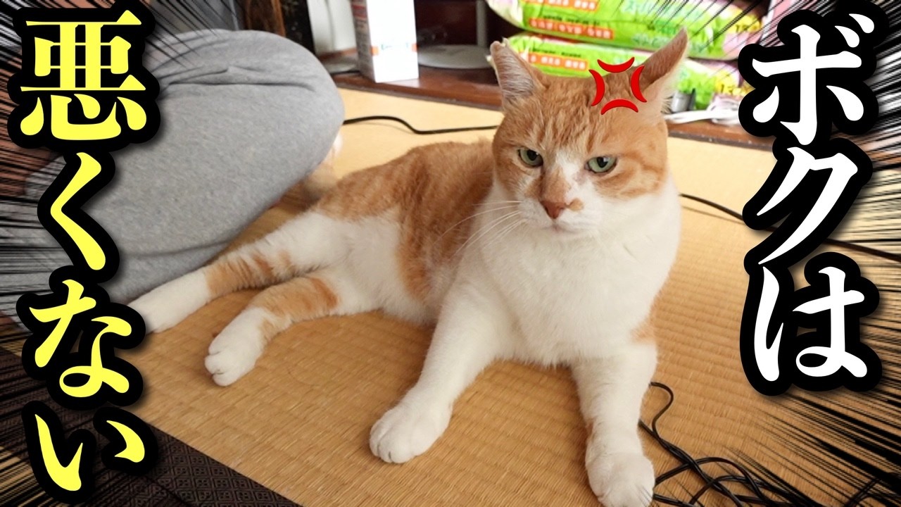 父さんに猫パンチした直後の顔がこちら