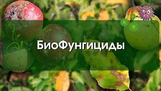 Био Фунгициды