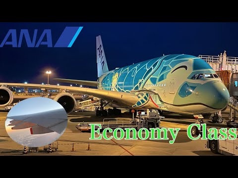 Hawaii】 ANA's Flying Honu(A380) economy class appearance