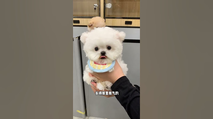 四只可可爱爱、聪明伶俐的小比熊！简直就是会动的小手办，对新手巨友好！#不养狗不知道养狗的乐趣 #萌宠出道计划 #萌宠推荐官 #韩系小体比熊 #这就是养狗的幸福