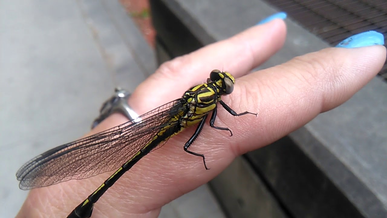 I Am The DragonFly Whisperer, My Amazing Encounter, Saved This Wee Soul, Messengers of the Dead?