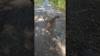 Leinenziehen pur - Vorher #hundetraining #leinenführigkeit #hundeerziehung #dackel #jagdhund