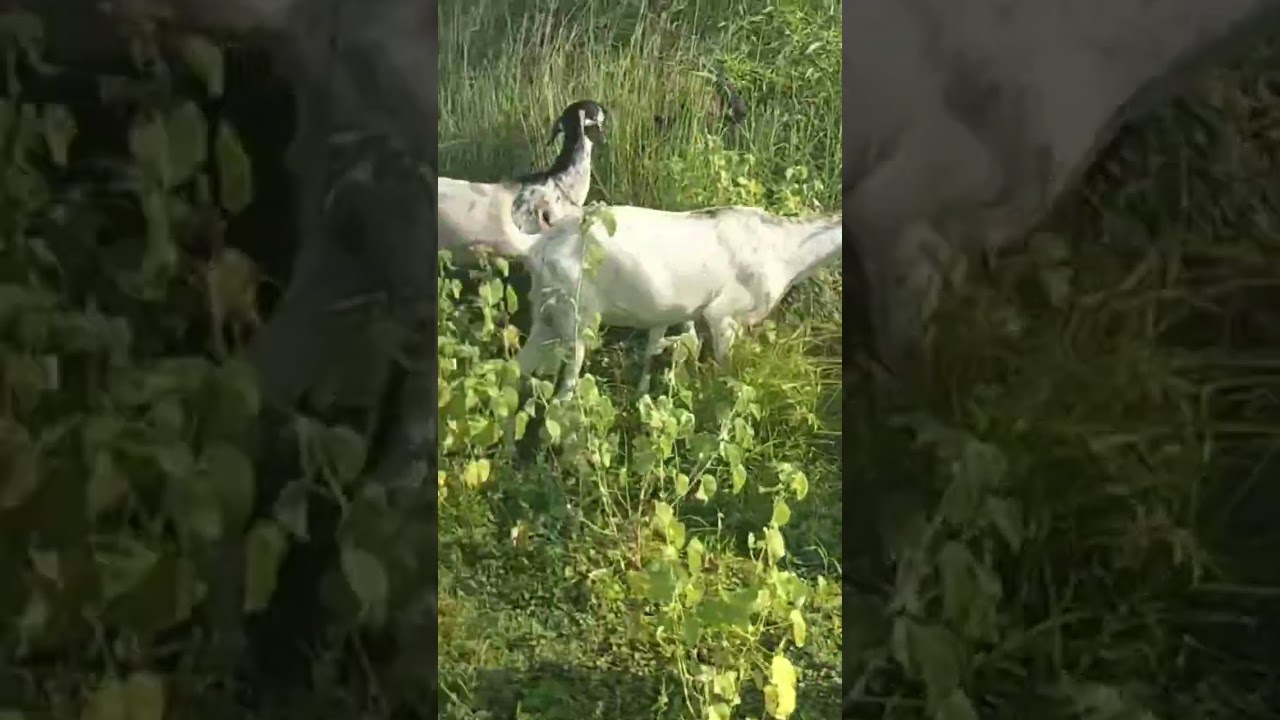 14 Dec 25 Original Kodi Goats Grazing Management | Healthy Hooves & ET Safety | BJ Farms 