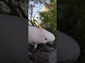 HAVING A CHAT WITH PETUNIA THE COCKATOO #cockatoo #birdshorts #funnybirds #petunia #birds #birb